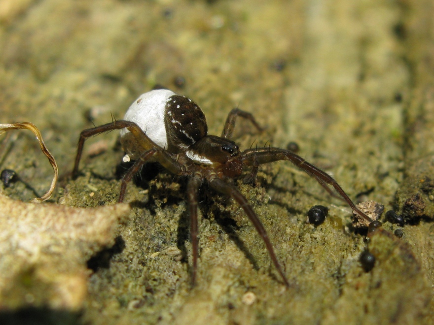 Pirata sp.